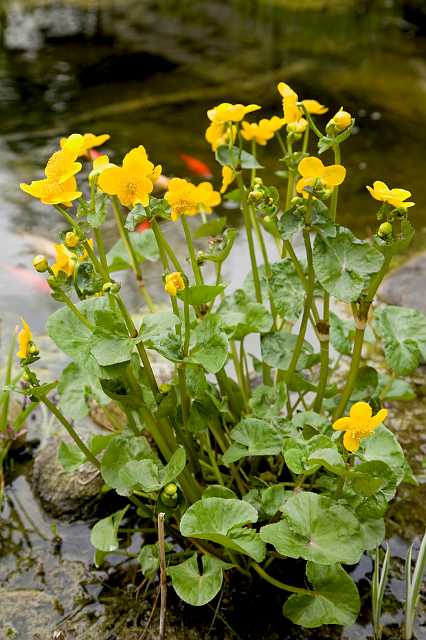 FH_VP_5059(Caltha palustris).jpg - Dotterbloem